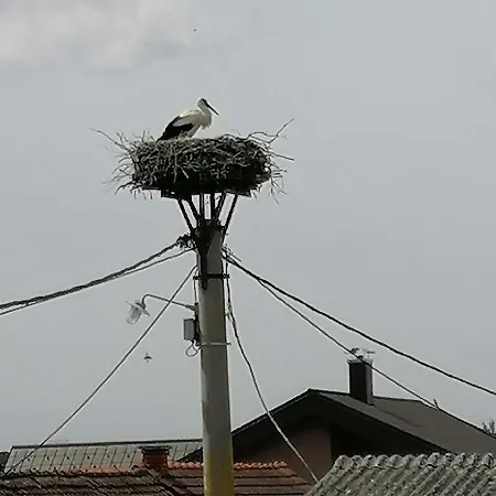 Bela Golobica * Bogojina