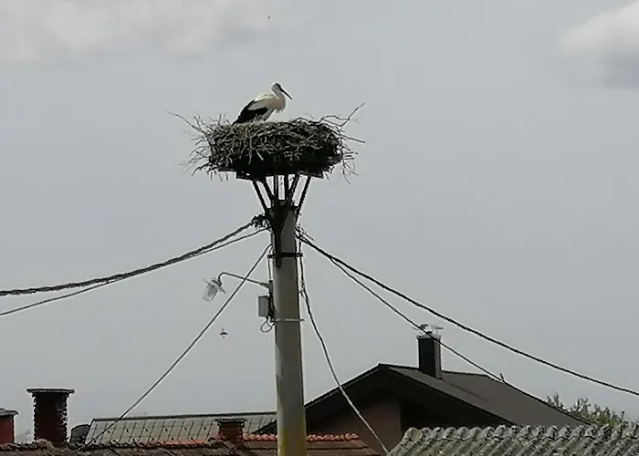 Bela Golobica * Bogojina